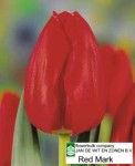 [Red Mark (closeup).jpg]